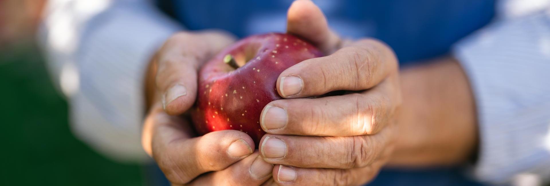 Un frutticoltore durante la raccolta