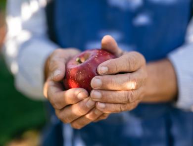 Un frutticoltore durante la raccolta