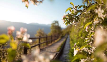 Meleti in fiore