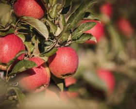 South Tyrolean Apple