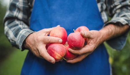 Un coltivatore di mele tiene in mano mele rosse appena raccolte