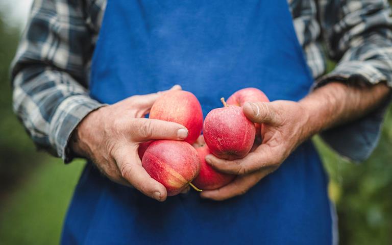 Un coltivatore di mele tiene in mano mele rosse appena raccolte