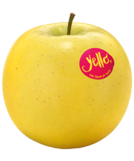 Foto della varietà di mela Yello-Shinano-Gold