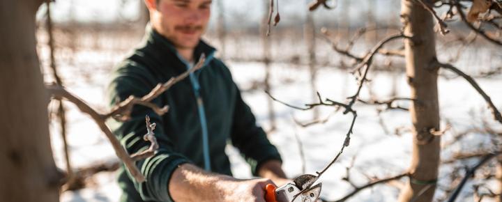 Un frutticoltore che taglia un albero