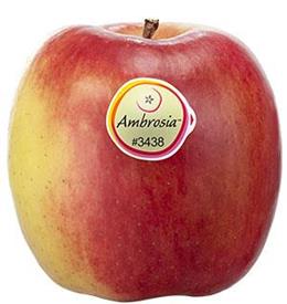 Sorta di mele Ambrosia