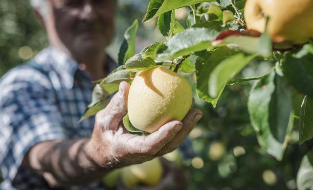 Golden Delicious