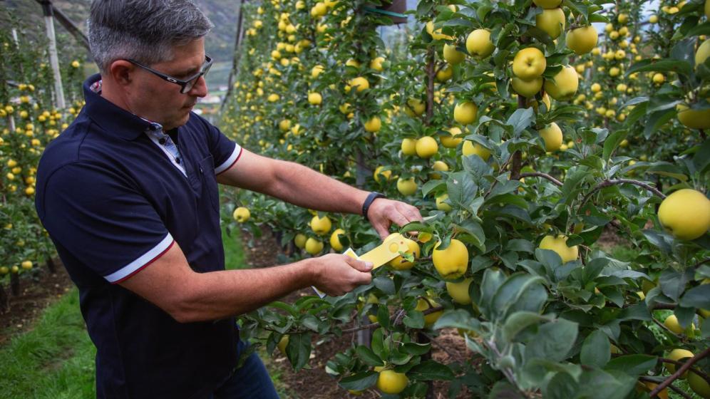 Frutticoltore Erwin Blaas controlla il colore delle mele