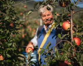 An apple farmer during the harvest