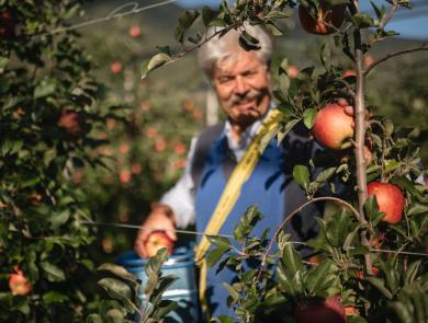 Un frutticoltore durante la raccolta