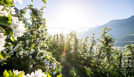 Fioritura dei meleti in Alto Adige