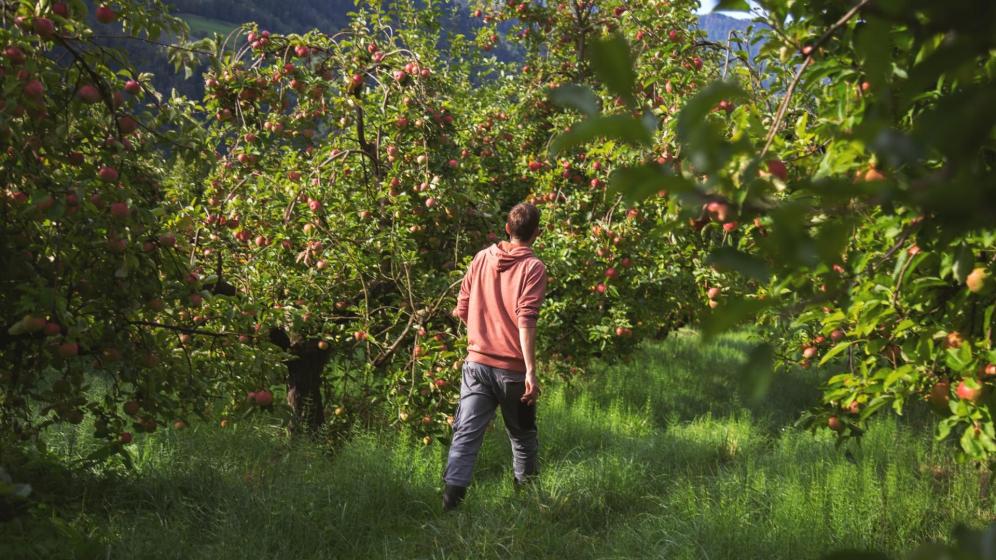 Frutticoltore Simon Ruatti