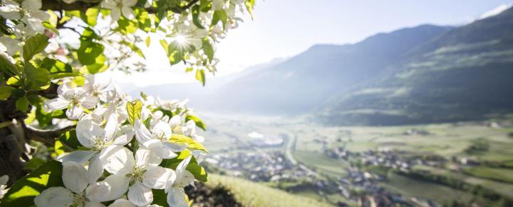 Fiori di mela