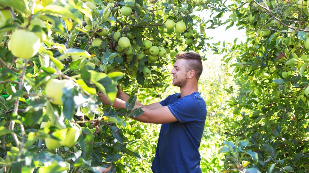 Apple farmer Felix Telser at work