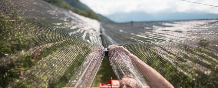 Protezione contro la grandine in primavera