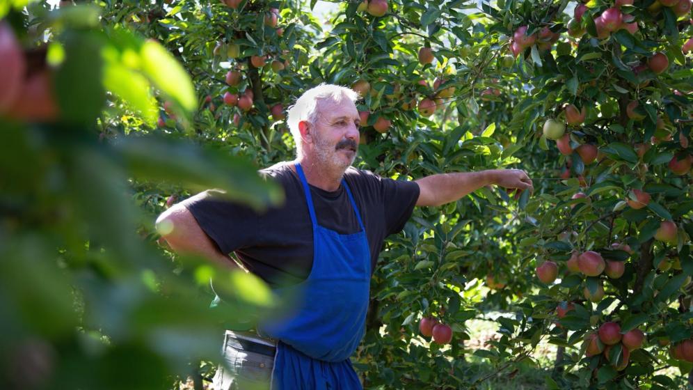 Apple farmer Hartmann Calliari at work