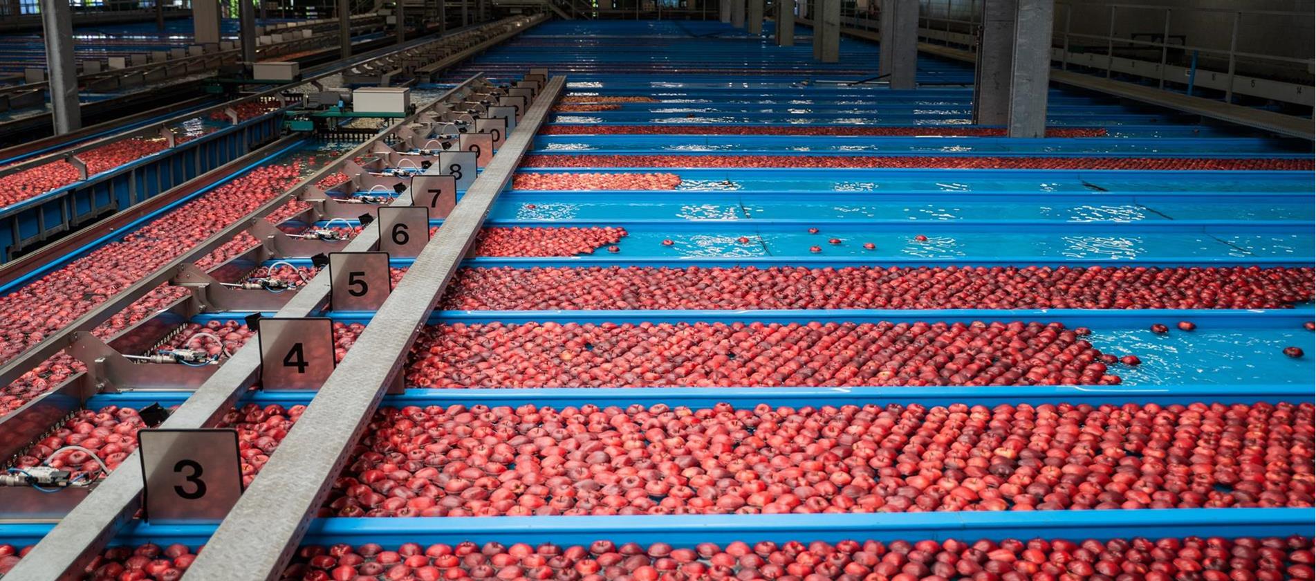 Mele rosse attraversano un impianto di selezione con vasche d’acqua in una cooperativa frutticola dell’Alto Adige.