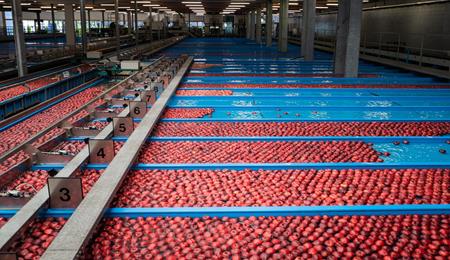 Mele rosse attraversano un impianto di selezione con vasche d’acqua in una cooperativa frutticola dell’Alto Adige.