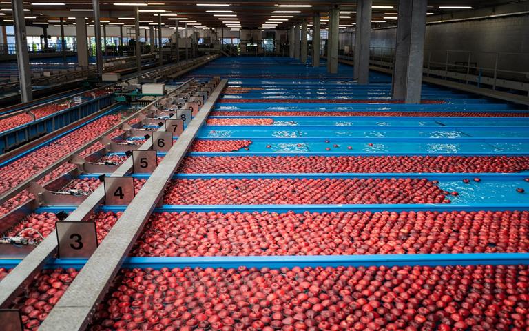 Mele rosse attraversano un impianto di selezione con vasche d’acqua in una cooperativa frutticola dell’Alto Adige.