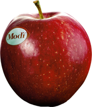 Mela Modi