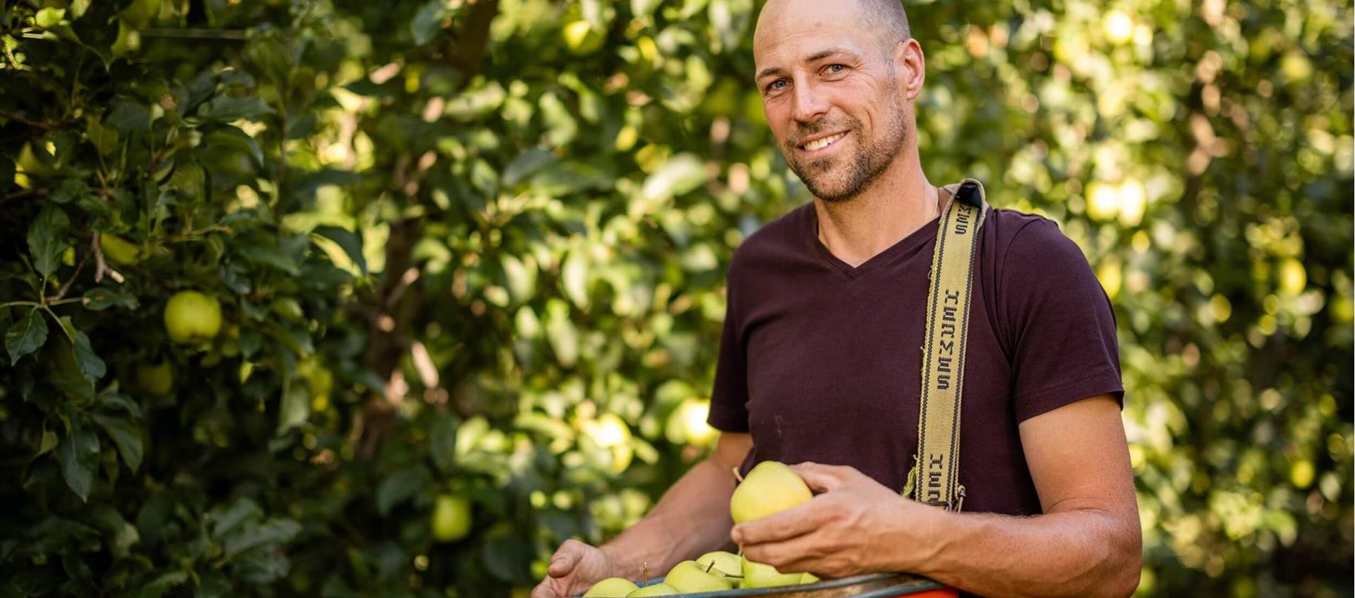 Coltivatore di mele nel meleto con una cassetta di mele fresche in mano, sorride alla camera
