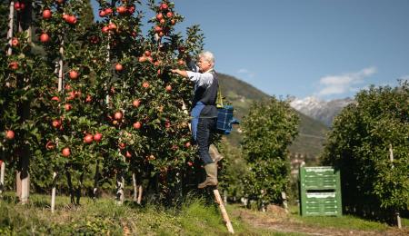 Frutticoltori all'opera