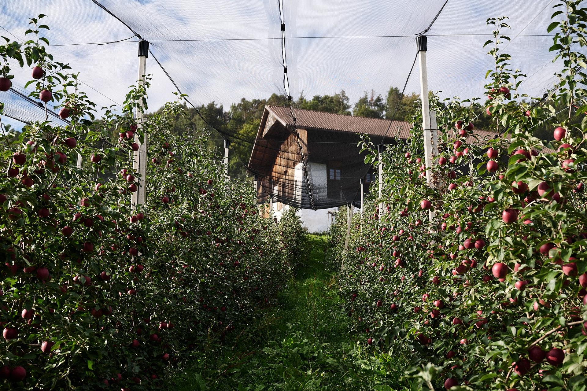 Blick durch Apfelwiesen auf einen Bauernhof